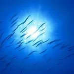 Hotel Sant'Andrea Sant'Andrea